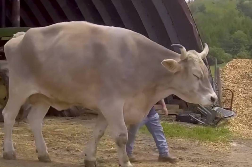 Guinness Rekorlar kitabına yazılacak yeni rekorlar belli oldu! Görenlerin gözleri büyüyecek: Yok artık! 2